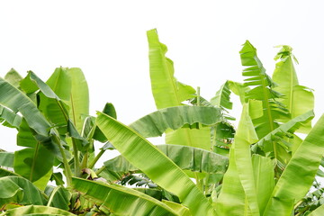 Sticker - banana leaves on a white background