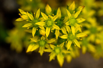 Poster - Close up of Blossoms of Yellow Stonecrop Wildflowers