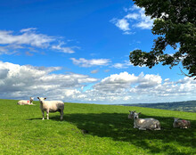 Rural Landscape, With Sheep Relaxing On A Sloping Pasture, On A Summers Day Near, Otley, Yorkshire, UK