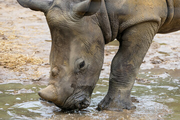 Wall Mural - Young Rhino playing in puddle