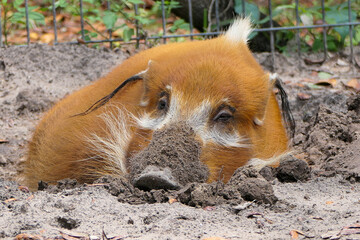 Wall Mural - Red River Hog