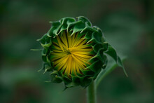 Closed Yellow Sunflower Bloom In Sunflower Field W Green Blurred Background Diminishing Perspective