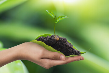 Wall Mural - The sapling grows on the soil placed on the hand. sustainable environmental concept