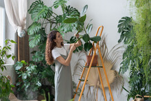 Young Woman Gardener Take Care Of Houseplant Standing On Orange Vintage Ladder In Home Garden. Female Florist Work With Plant For Indoor Gardening. Caring Girl Wiping Ficus Leaf. Love For Plant, Hobby