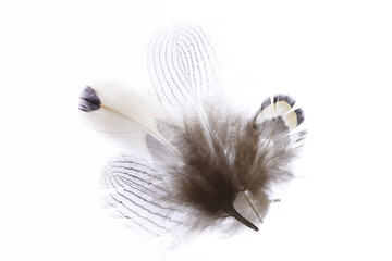 Wall Mural - Heap of aerial isolated pheasant feathers pattern. Macro close-up.