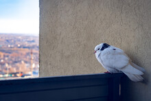 A Lonely Pigeon, On The Railing Of The Balcony Fence. A White Pigeon With Dark Spots Sits On The Railing And Looks With Sleepy Eyes.
