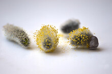 A Few Fluffy Flowering Willow Seeds On A Light Background.