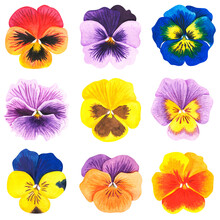Violets. Pansies. Watercolor Illustration. Isolated On A White Background.