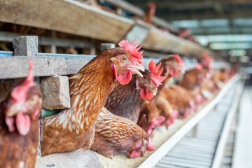 Wall Mural - Chickens breed eggs, The chicken took its head out of the cage to eat. chicken breed in the farm, selective point and blurred background