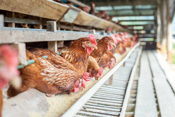 Wall Mural - Chickens breed eggs, The chicken took its head out of the cage to eat. chicken breed in the farm, selective point and blurred background