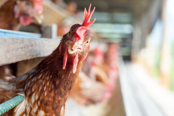 Wall Mural - Chickens breed eggs, The chicken took its head out of the cage to eat. chicken breed in the farm, selective point and blurred background