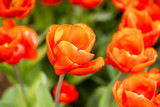 Fototapeta Tulipany - Tulipa escape flower grown in a garden in Madrid