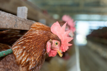 Wall Mural - Chickens breed eggs, The chicken took its head out of the cage to eat. chicken breed in the farm, selective point and blurred background