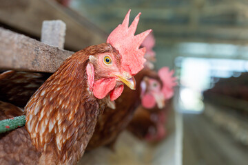 Wall Mural - Chickens breed eggs, The chicken took its head out of the cage to eat. chicken breed in the farm, selective point and blurred background