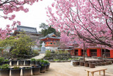 Fototapeta Sawanna - Cherry blossoms at Kosaji temple, Hiroshima, Japan