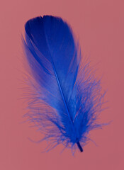 Wall Mural - Blue feather isolated on a pink background.