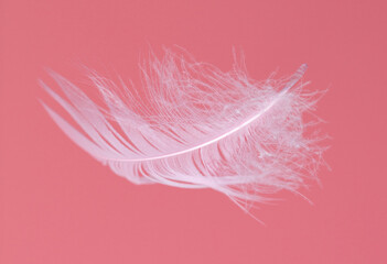 Wall Mural - Pink feather isolated on a pink background.