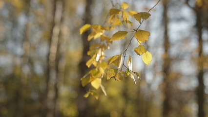 Wall Mural - yellow birch leaves on a tree during autumn