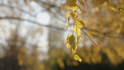 Wall Mural - yellow birch leaves on a tree during autumn