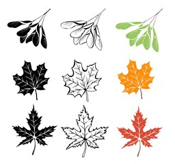 maple leaves and seeds outline, in silhouette and colorful isolated on white background. maple autum