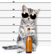 Bad cat wearing sunglasses holding bottle of wine is caught committing a crime