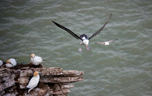 Black Browed Albatross Gliding Along The Coastline