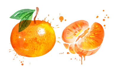 Watercolor vector illustration of mandarin