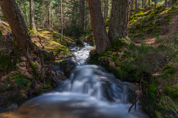  El bosque de la Sierra de Guadarrama durante el deshielo 