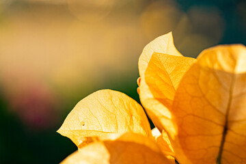 Bougainvillea flower with yellow color in macro. Warm sunlight with blurry feeling and freshness. Tropical flower in hot area. Nice background and backdrop.