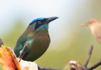 Wall Mural - Lesson's Motmot close up