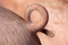 Natural Curly Hairly Pigtail Close Up 