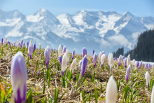 Krokuswiese Im Frühjahr Mit Verschneiten Alpen Im Hintergrund