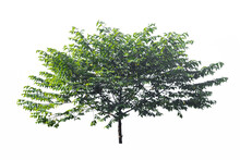 Broussonetia Papyrifera Or Paper Mulberry Tree With Sunlight In The Garden Is A Thai Herb Isolated On White Background.