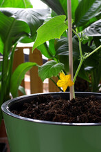 Cucumber Plant With A Yellow Flower In A Pot Against The Other Plants And Sun Beam. Gardening And Spring Planting. Growing Vegetables At Home On The Balcony Or Windowsill