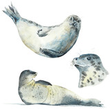 Fototapeta  - Harp seals. Watercolor hand drawn sketches. 