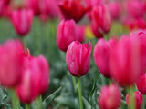 Fototapeta Tulipany - 春の花畑の赤いチューリップ