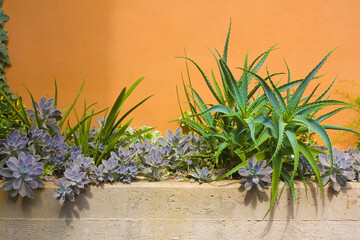 Aloe Vera plant and Succulents in front of orange wall