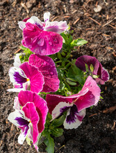 Crimson Pansy Flowers After The Rain In A Flower Bed, Vertical.