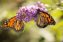 Monarch Butterflies On A Pink Flower In The Sun