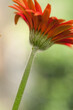 profile view of an orange gerbera blossom and stem (with sepal and petals) on bokeh background