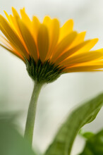 Yellow Daisy Gerbera - Profile View With Petals, Sepals, Stem, And Leaves On A Neutral Background
