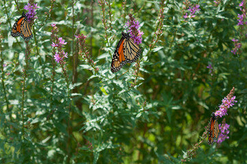 two monarch butterflies on a loosestrife or Lythrum salicaria bush