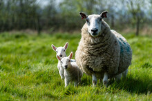 Mother Ewe's And Their Newborn Lambs In The Suffolk Countryside In The Bright Springtime Sun