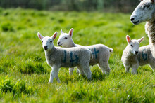 New Born Spring Lambs Enjoying The Spring Sunshine In The Suffolk Countryside