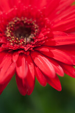 Red Gerbera Daisy - Detail Of Petals