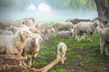 A Flock Of Sheep At Preservation Of The Countryside At A Misty Morning Landscape