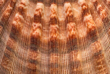 Extreme Close-up Of Sea Shell