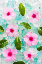 Pink Flowers And Green Leaves On Ice Cubes