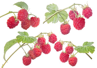 Sticker - four red ripe raspberry branches with green leaves