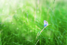 The Blue Butterfly Plebejus Argus Rests And Sits On The Grass Against A Blurred Green Background In The Sun. Common Small Blue Butterfly In Its Natural Habitat. Place For An Inscription. Blurred Green